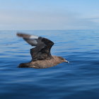 Skua keeping up